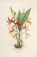 Sertum orchidaceum Eine Krone der schönsten Orchideenblumen Pl23 - John Lindley — Ansicht des Kunstwerks