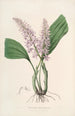 Sertum orchidaceum Eine Krone der schönsten Orchideenblumen Pl24 - John Lindley — Ansicht des Kunstwerks