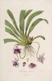 Sertum orchidaceum Eine Krone der schönsten Orchideenblumen Pl26 - John Lindley — Ansicht des Kunstwerks