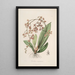 Sertum orchidaceum Eine Krone der schönsten Orchideenblumen Pl27 - John Lindley — gerahmtes Bild an der Wand