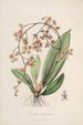Sertum orchidaceum Eine Krone der schönsten Orchideenblumen Pl27 - John Lindley — Ansicht des Kunstwerks