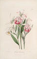 Sertum orchidaceum Eine Krone der schönsten Orchideenblumen Pl29 - John Lindley — Ansicht des Kunstwerks