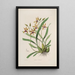 Sertum orchidaceum Eine Krone der schönsten Orchideenblumen Pl34 - John Lindley — gerahmtes Bild an der Wand