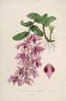 Sertum orchidaceum Eine Krone der schönsten Orchideenblumen Pl35 - John Lindley — Ansicht des Kunstwerks