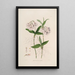 Sertum orchidaceum Eine Krone der schönsten Orchideenblumen Pl36 - John Lindley — gerahmtes Bild an der Wand