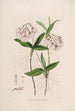 Sertum orchidaceum Eine Krone der schönsten Orchideenblumen Pl36 - John Lindley — Ansicht des Kunstwerks