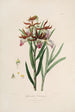 Sertum orchidaceum Eine Krone der schönsten Orchideenblumen Pl37 - John Lindley — Ansicht des Kunstwerks