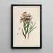 Sertum orchidaceum Eine Krone der schönsten Orchideenblumen Pl37 - John Lindley — gerahmtes Bild an der Wand