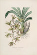 Sertum orchidaceum Eine Krone der schönsten Orchideenblumen Pl38 - John Lindley — Ansicht des Kunstwerks