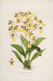Sertum orchidaceum Eine Krone der schönsten Orchideenblumen Pl39 - John Lindley — Ansicht des Kunstwerks