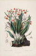 Sertum orchidaceum Eine Krone der schönsten Orchideenblumen Pl40 - John Lindley — Ansicht des Kunstwerks