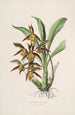 Sertum orchidaceum Eine Krone der schönsten Orchideenblumen Pl41 - John Lindley — Ansicht des Kunstwerks