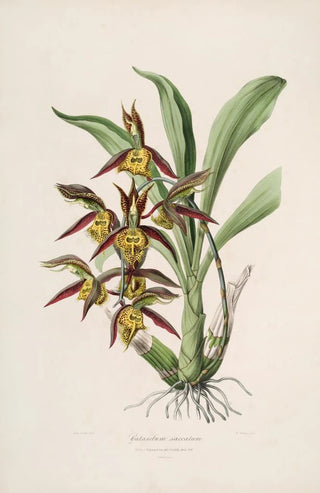 John Lindley - Sertum orchidaceum A wreath of the most beautiful orchidaceous flowers Pl41.webp