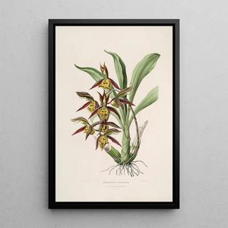 John Lindley - Sertum orchidaceum A wreath of the most beautiful orchidaceous flowers Pl41.webp