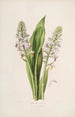 Sertum orchidaceum Eine Krone der schönsten Orchideenblumen Pl42 - John Lindley — Ansicht des Kunstwerks