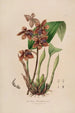 Sertum orchidaceum Eine Krone der schönsten Orchideenblumen Pl43 - John Lindley — Ansicht des Kunstwerks