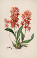 Sertum orchidaceum Eine Krone der schönsten Orchideenblumen Pl45 - John Lindley — Ansicht des Kunstwerks