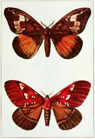 John Merton Aldrich - Moths.webp
