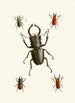 Das Cabinet d'entomologie orientale Pl IX - John Obadiah Westwood — Ansicht des Kunstwerks