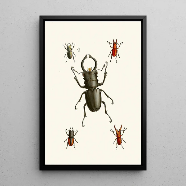 John Obadiah Westwood - The cabinet of oriental entomology Pl IX.webp