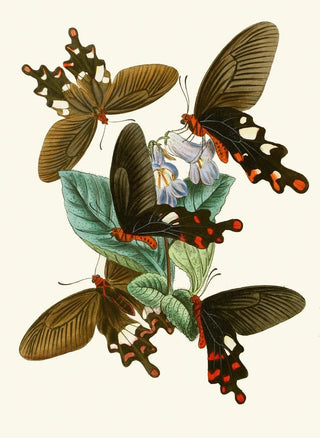 John Obadiah Westwood - The cabinet of oriental entomology Pl I.webp