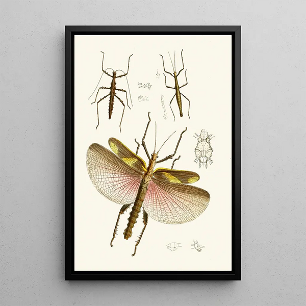 John Obadiah Westwood - The cabinet of oriental entomology Pl VIII.webp