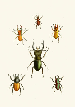 John Obadiah Westwood - The cabinet of oriental entomology Pl XI.webp