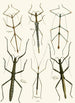 Le cabinet d'entomologie orientale Pl XL - John Obadiah Westwood — Ansicht des Kunstwerks