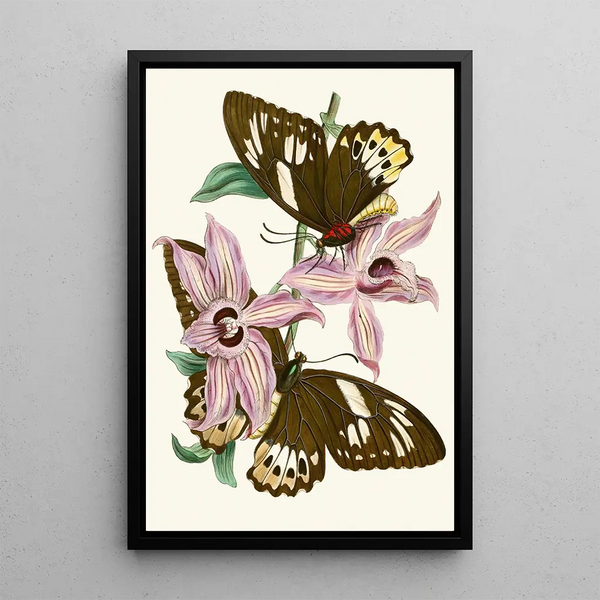 John Obadiah Westwood - The cabinet of oriental entomology Pl XV.webp