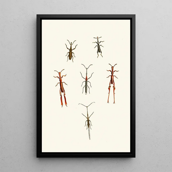 John Obadiah Westwood - The cabinet of oriental entomology Pl XVI.webp