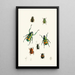 Das Cabinet der orientalischen Entomologie Pl. XVIII - John Obadiah Westwood — gerahmtes Bild an der Wand