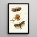 Das Cabinet der orientalischen Entomologie Pl. XVII - John Obadiah Westwood — gerahmtes Bild an der Wand