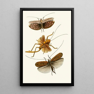 John Obadiah Westwood - The cabinet of oriental entomology Pl XVII.webp