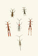 Le cabinet d'entomologie orientale Pl XVI - John Obadiah Westwood — Ansicht des Kunstwerks