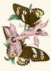 Das Cabinet d'entomologie orientale Pl XV - John Obadiah Westwood — Ansicht des Kunstwerks