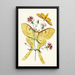 Le cabinet d'entomologie orientale Pl XXIII - John Obadiah Westwood — gerahmtes Bild an der Wand