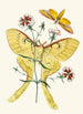 Le cabinet d'entomologie orientale Pl XXIII - John Obadiah Westwood — Ansicht des Kunstwerks