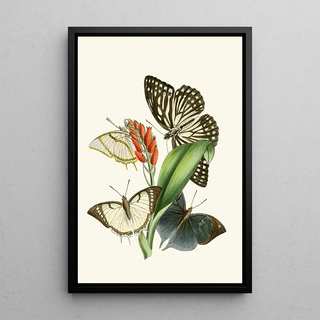John Obadiah Westwood - The cabinet of oriental entomology Pl XXVIII.webp