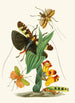 Le cabinet d'entomologie orientale Pl XXVI - John Obadiah Westwood — Ansicht des Kunstwerks