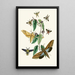 Le cabinet d'entomologie orientale Pl XXXI - John Obadiah Westwood — gerahmtes Bild an der Wand