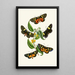 Le cabinet d'entomologie orientale Pl XXXIV - John Obadiah Westwood — gerahmtes Bild an der Wand