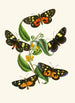 Le cabinet d'entomologie orientale Pl XXXIV - John Obadiah Westwood — Ansicht des Kunstwerks