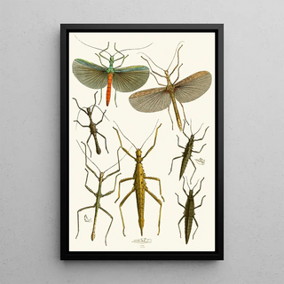 John Obadiah Westwood - The cabinet of oriental entomology Pl XXXIX.webp