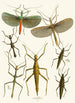 Das Cabinet d'entomologie orientale Pl XXXIX - John Obadiah Westwood — Ansicht des Kunstwerks