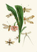 Das Cabinet d'entomologie orientale Pl XXXV - John Obadiah Westwood — Ansicht des Kunstwerks