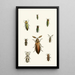 Das Cabinet der orientalischen Entomologie Pl XXXVI - John Obadiah Westwood — gerahmtes Bild an der Wand