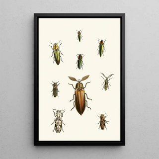 John Obadiah Westwood - The cabinet of oriental entomology Pl XXXVI.webp
