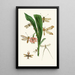 Das Cabinet d'entomologie orientale Pl XXXV - John Obadiah Westwood — gerahmtes Bild an der Wand