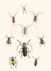 Das Cabinet d'entomologie orientale Pl XXX - John Obadiah Westwood — Ansicht des Kunstwerks