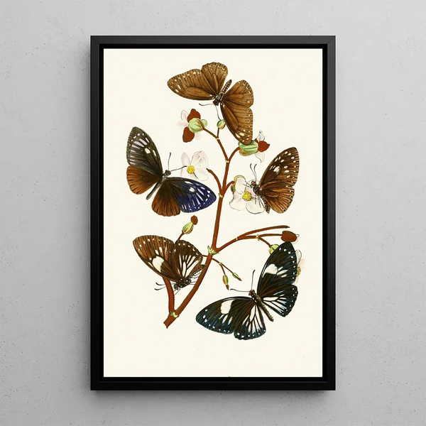 John Obadiah Westwood - The cabinet of oriental entomology Pl X.webp